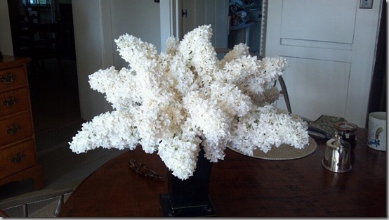 lilacs