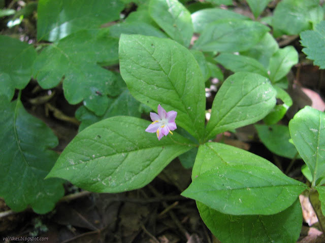 tiny pink star