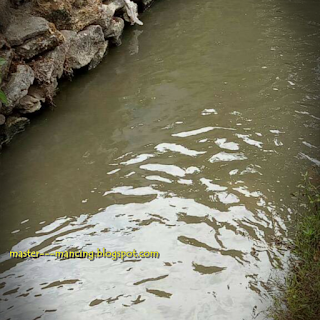 Mancing  Nilem atau Melm, umpan Lumut ampuh dan jitu