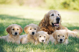 Adorable Golden Retriever Puppy Cute golden retriever puppies
