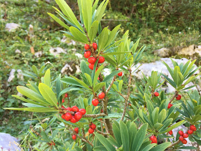 Daphne mezereum – February Daphne (Dafne mezereo o fior di stecco)