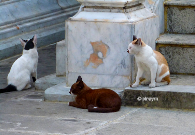 cats in temples