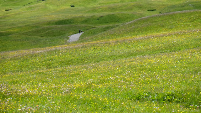 Sentiero tra i fiori all'Alpe di Siusi