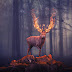 Deer Photoshop Manipulation