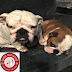 Cute English Bulldog Pair