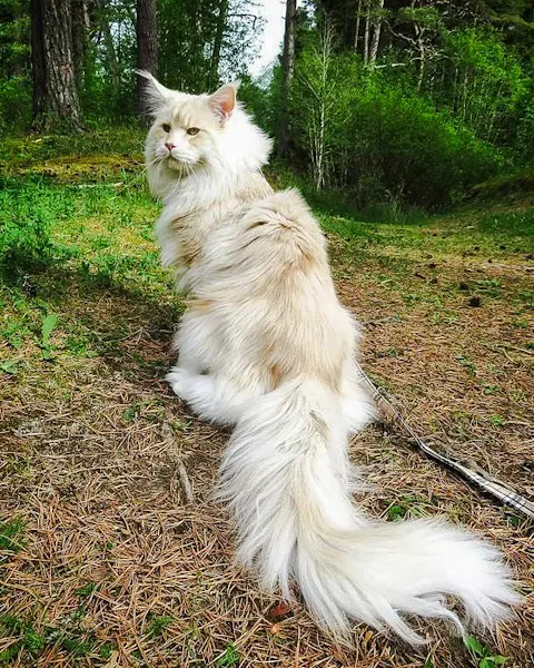 The reason why the Maine Coon tail is long and flowing