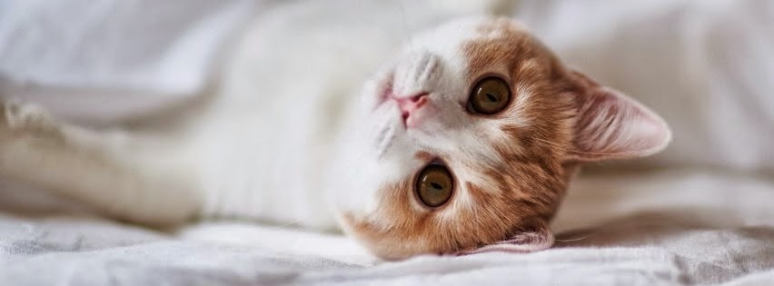 El gatito mas tierno del mundo | Portadas de animales Tiernos