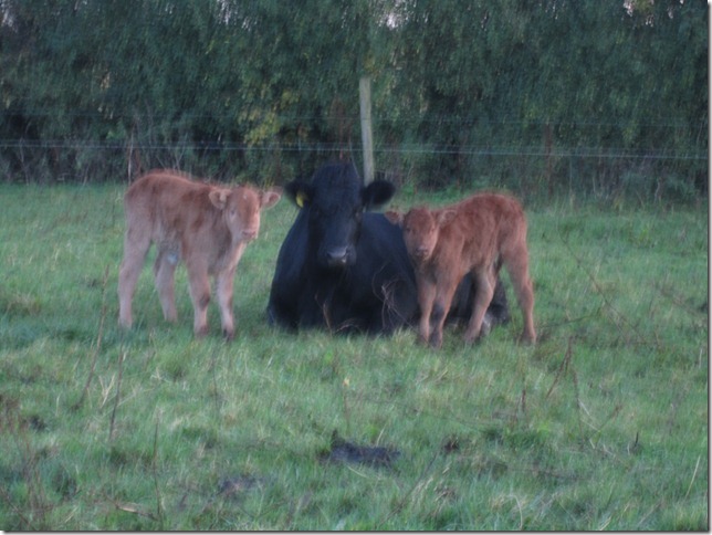baby calves and birr 006