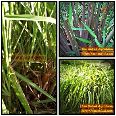 Serai Wangi (Cymbopogon nardus)  Jualan Benih dan Koleksi 