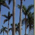 Nuclear Energy Under the Florida Palms