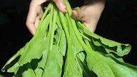 Panen sayur di Lahan Sendiri 