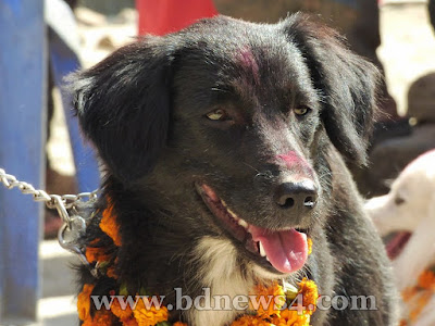 কুকুরকে সঙ্গী বানালে আপনি যে কাজে ভালো করবেন