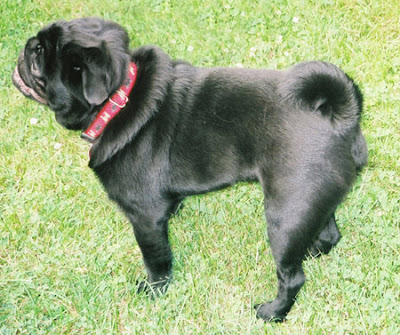 Black Pug