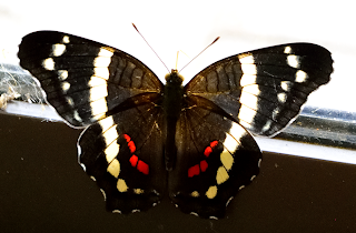 Butterfly on window