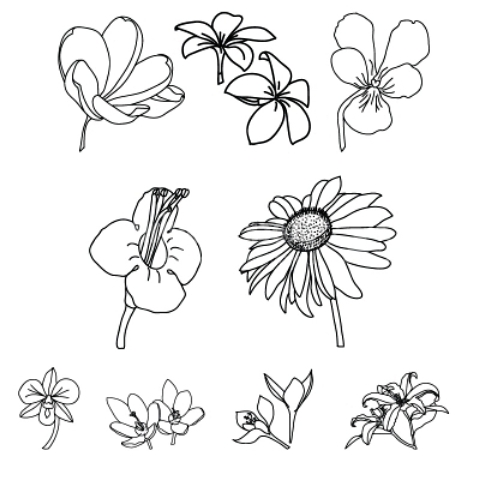 Different Types Of Flowers Drawn
