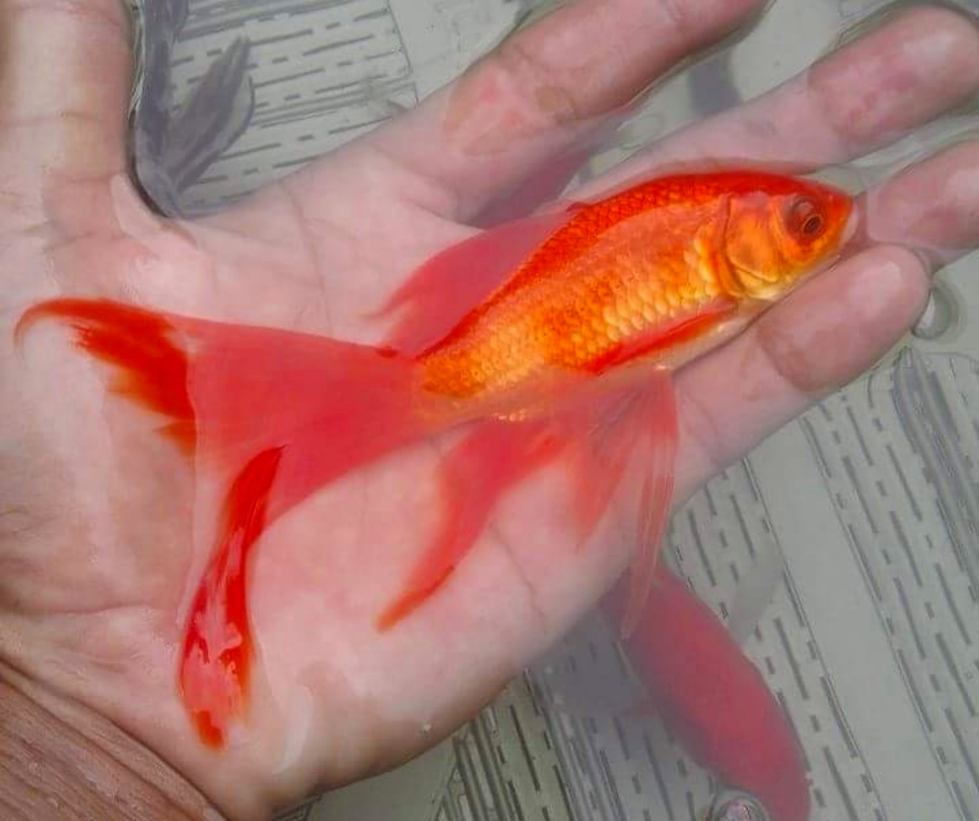 Gambar Ikan  Warna  Orange Gambar Ikan  HD