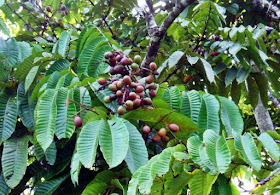 Hasil gambar untuk tanaman buah matoa manfaat