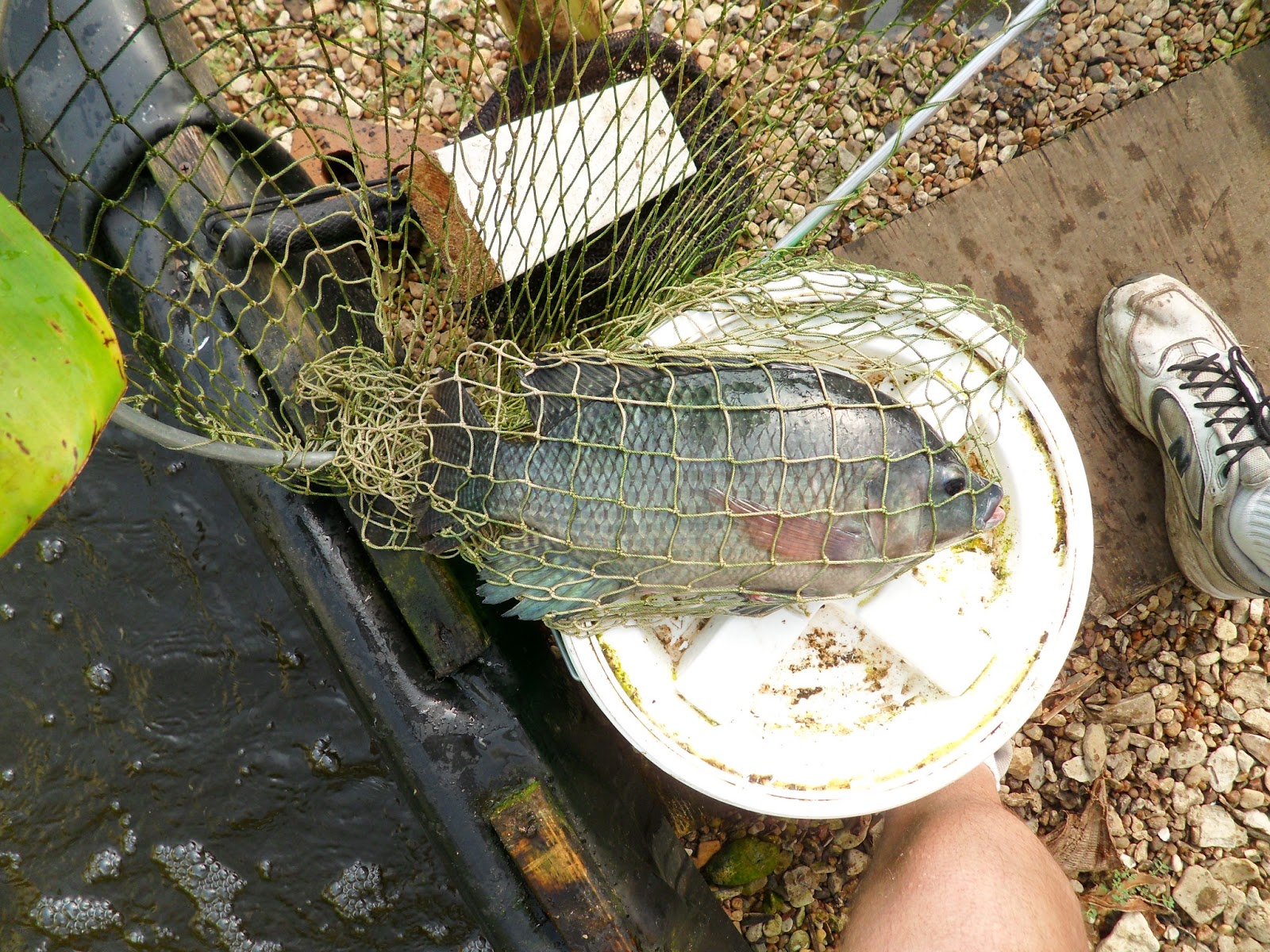 GreenFin Gardens: High Tunnel Aquaponics