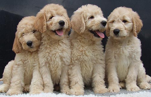 images of puppies and dogs. Our bulk puppy dogs and