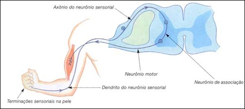 Neuronios Sensoriais e Motores