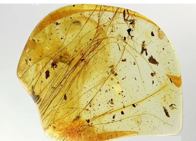 Study Discovers Why Fossilized Hairs Are So Rare