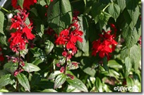 Salvia