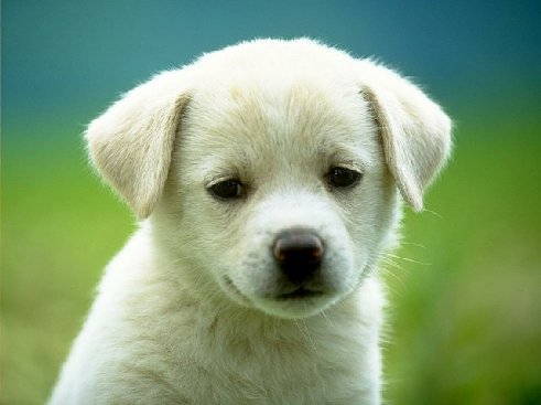 Animal and Pet Blogs: 5 Puppy Training Tips for a Better Dog