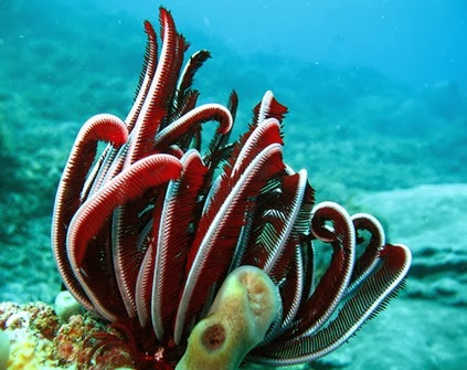 Amazing Pictures of Animals, Photo, Nature, Incredibel, Funny, Zoo, Crinoid, Lamprometra palmata, Alex (8)