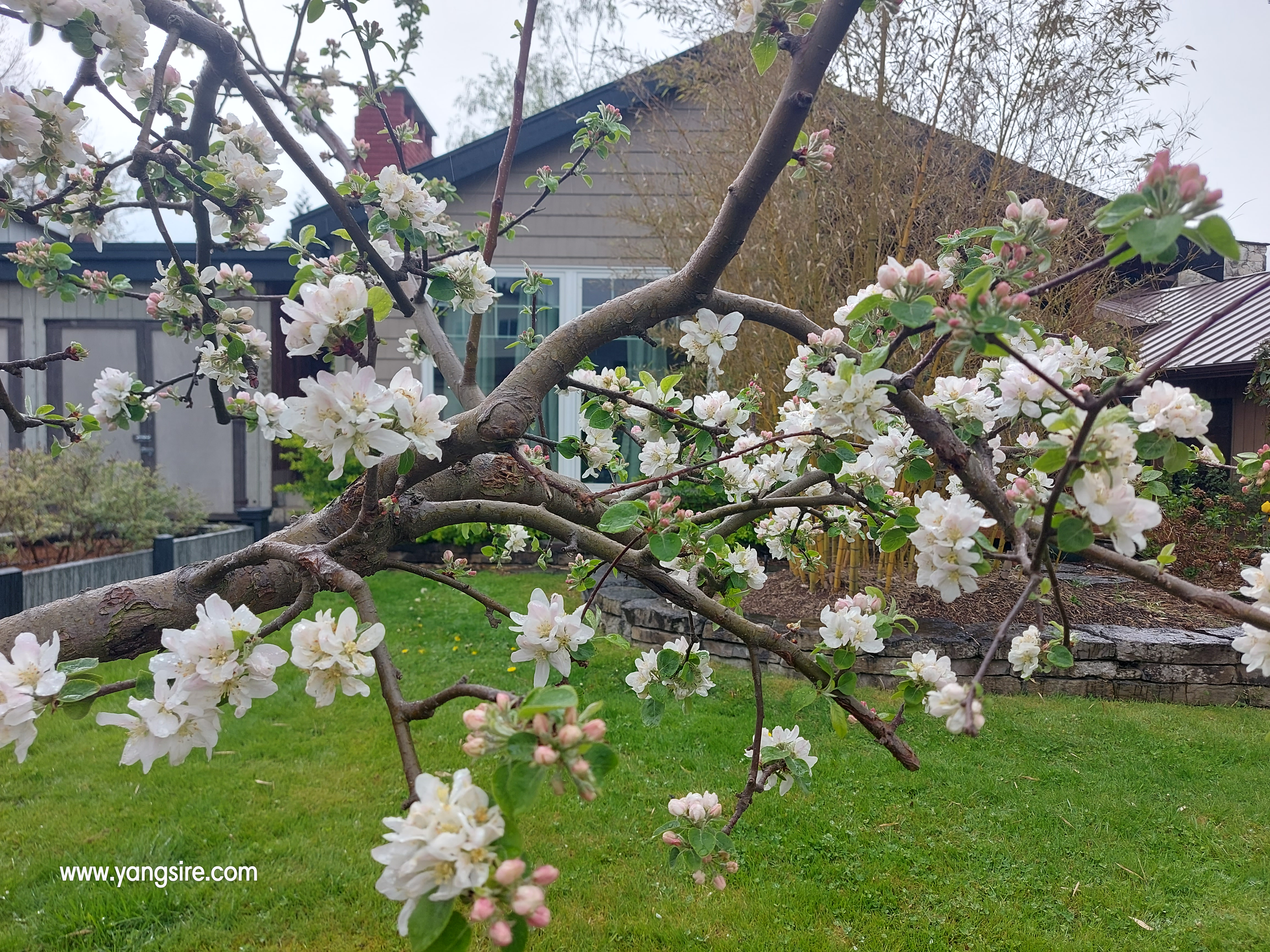 Apple tree blooming front yard fruits