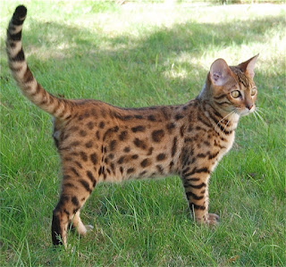 gambar Kucing Bengal