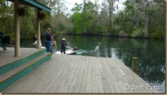 Chassahowitzka River  area_010