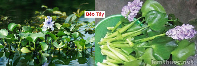 CÂY THUỐC TRỊ BỆNH THÔNG DỤNG - BÈO TÂY