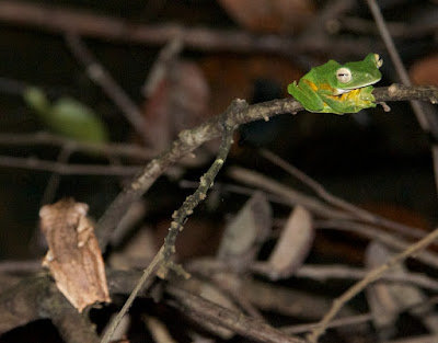 File-eared Tree Frog and Wallace's Flying Frog