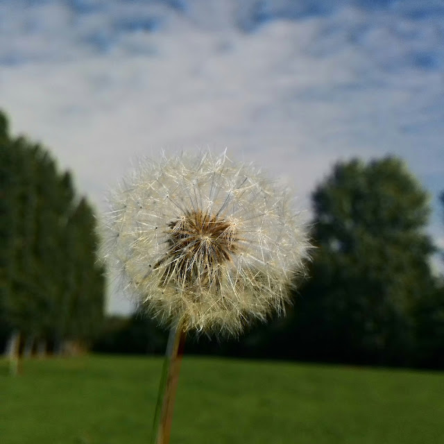 A Close Up of a Dandelion - Make a Wish!