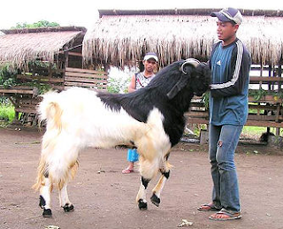 TEKNIK MEMILIH KAMBING ETAWA BERKUALITAS