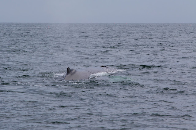 Gloucester-Whale watching