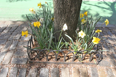 ©PatriciaYoungquist2021. This photo features Daffodils catching some shade from the sun's rays from within a sturdy, masterfully crafted tree pit. I've published a number of posts re this flower type on this blog. They can be read @ https://bit.ly/3tU6ymA  I've also published posts which discuss tree pits and they can be read @ https://bit.ly/3nniZoH