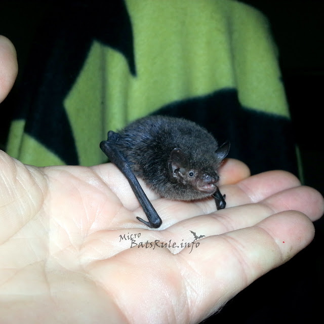 Rehab | Microbat in care | Myotis Macropus, Southern Myotis, Largefooted Myotis