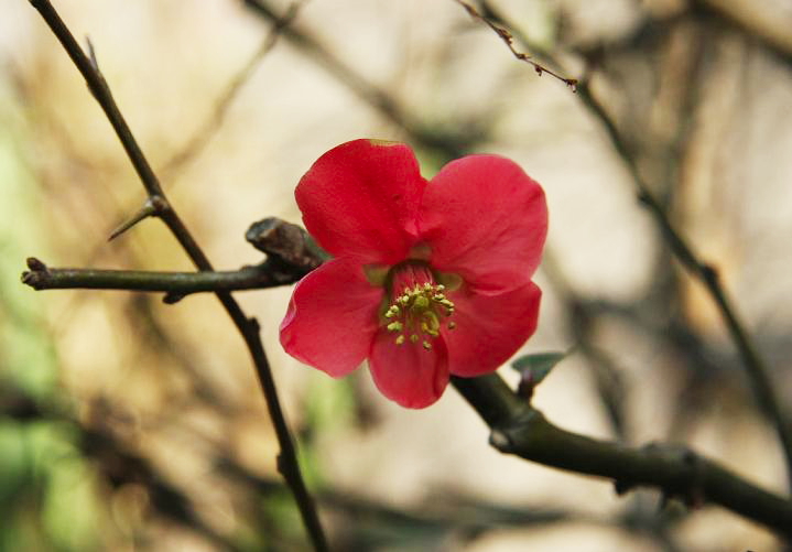 趣味の花 春夏秋冬 花写真 春の花 赤 ピンク系 関東