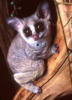 bush baby