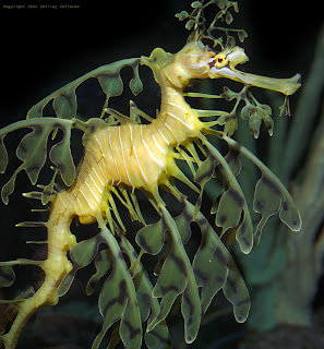 [Leafy_Sea_Dragon__1.jpg]