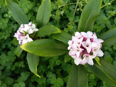 沈丁花の花