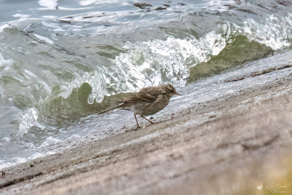 Water pipit