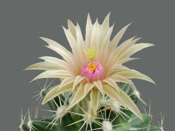 the+saguaro+cactus+blossom