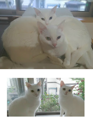 白猫姉妹