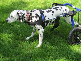 Dog Wheelchair Extended her life