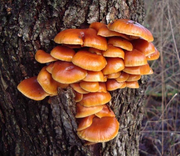 Flammulina velutipes is example of Basiodiomycetes also known as winter mushroom