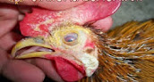 Cara Pengobatan Penyakit Kuning Pada Ayam Bangkok Aduan