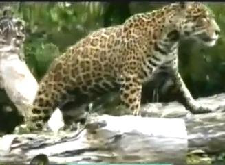 foto jaguar