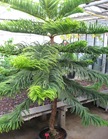Araucaria_heterophylla